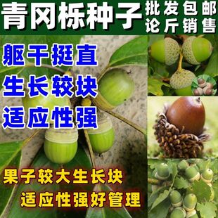 橡树种子青冈栎种麻栎种象树种橡籽美国红橡红栎树柞树娜塔栎种籽