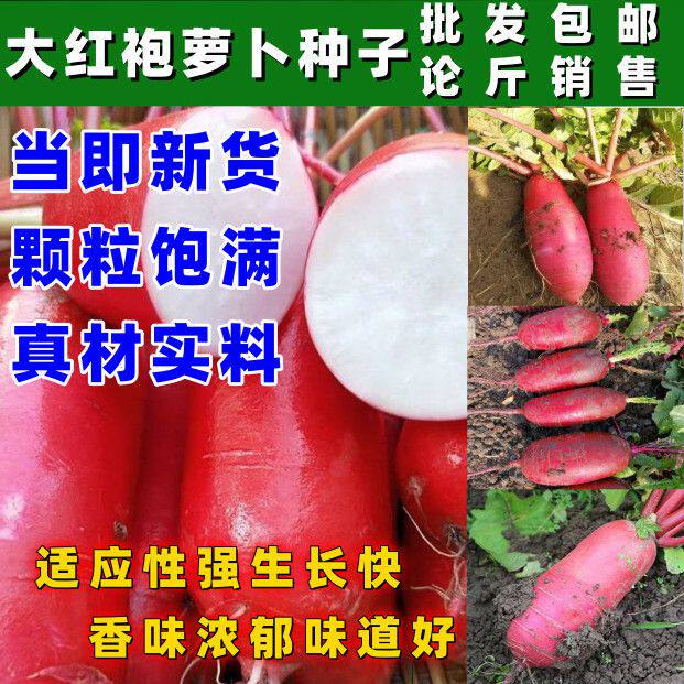 甜脆大红袍萝卜种子高产早熟满身红水果萝卜种子红皮白肉蔬菜种子