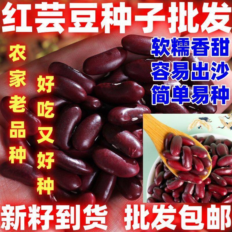 红腰豆种籽散装红腰豆种子批发包邮论斤卖田园种植红腰豆种子好吃