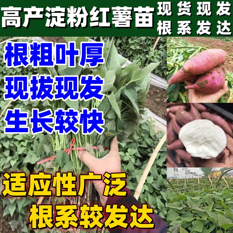 淀粉薯苗白心板栗薯红薯苗批发红薯苗秧高产红薯苗红薯种子地瓜苗图片
