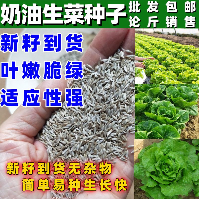 奶油生菜种子籽四季播种秋冬季农家田园阳台种菜沙拉专用蔬菜种子
