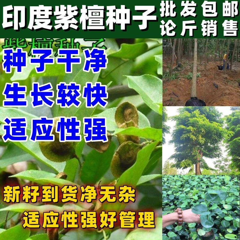 出售印度紫檀林木种子 小叶紫檀木种子 檀香紫檀树种子包邮