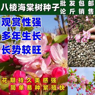 当季新籽八棱海棠树种子林木树种子简单易种种子砧木种子