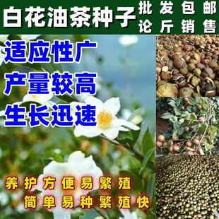 白花油茶种子红花油茶籽仁山茶花多年生大果油茶树籽油料茶子种籽