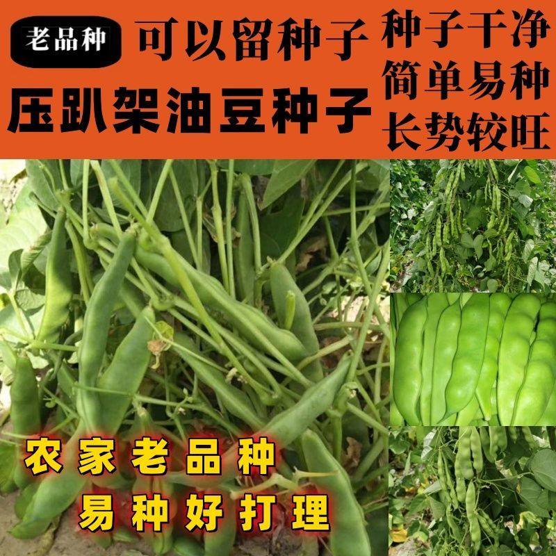 老品种压趴架油豆种子无筋无柴肉厚东北大油豆种子春秋两季种子籽,农用物资,蔬菜种子/种苗,淘宝优惠券,粉丝福利购,淘宝优惠卷