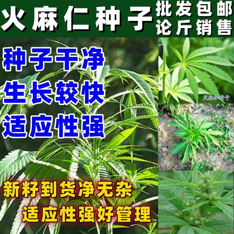 火麻仁种子野生中草药植物线麻胡麻野麻山丝籽散装南北方栽培易活