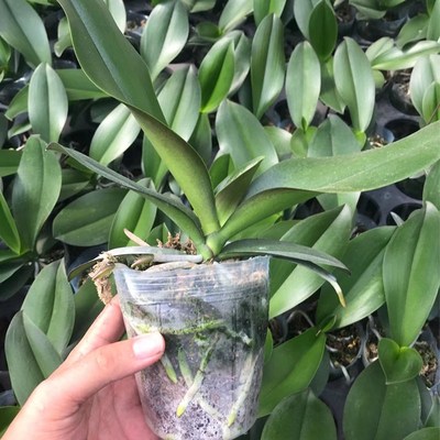 蝴蝶兰花苗对版洋兰当年开花3.5寸大苗好养易催花室内盆栽新品种