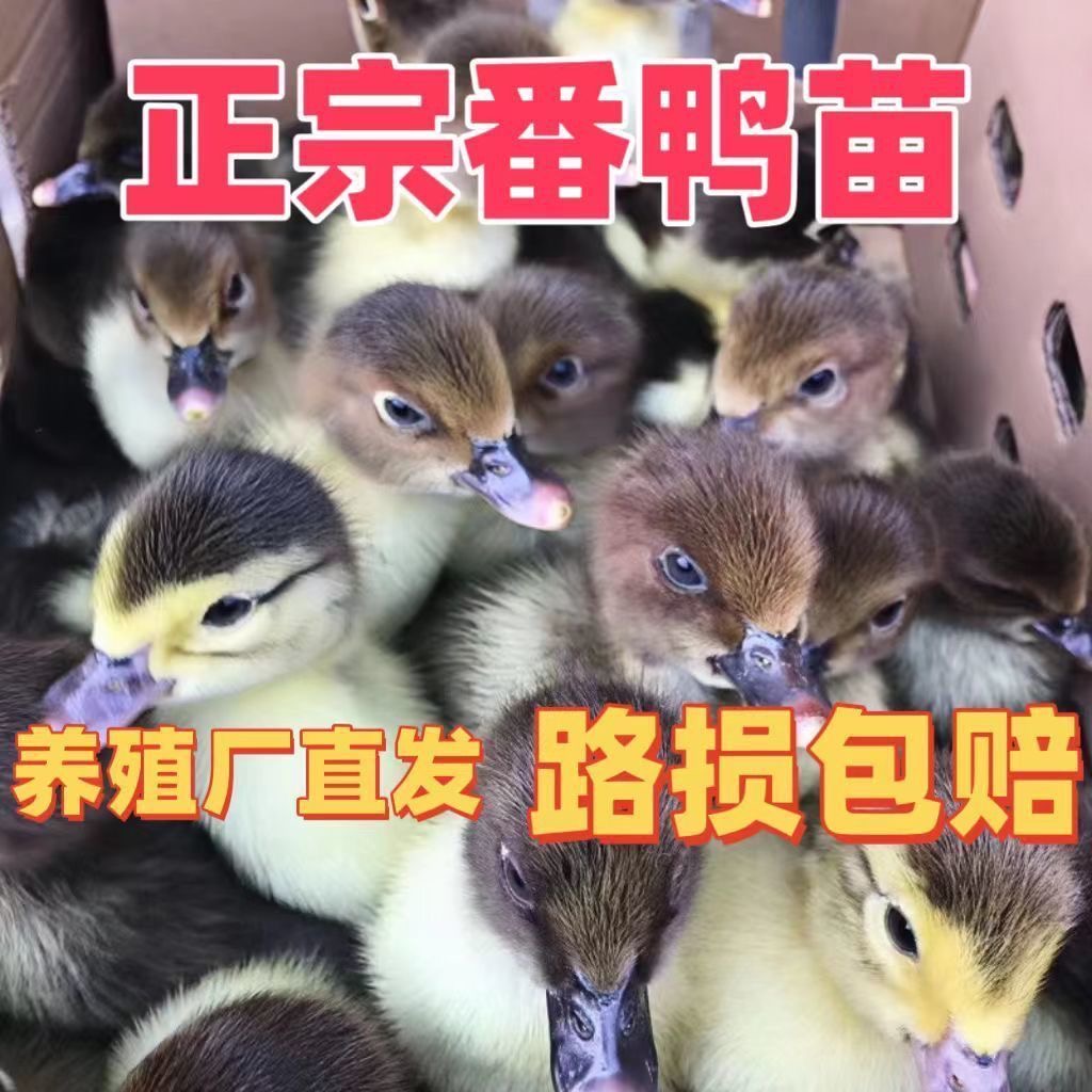 宠物鸭福建正宗大种黑番鸭出壳苗红脸鸭西洋鸭疫苗齐全顺丰包邮