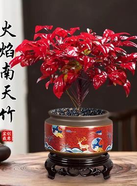 火焰南天竹盆栽冬季耐寒红叶绿植室内外客厅阳台四季好养植物盆景