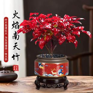 火焰南天竹盆栽冬季耐寒红叶绿植室内外客厅阳台四季好养植物盆景