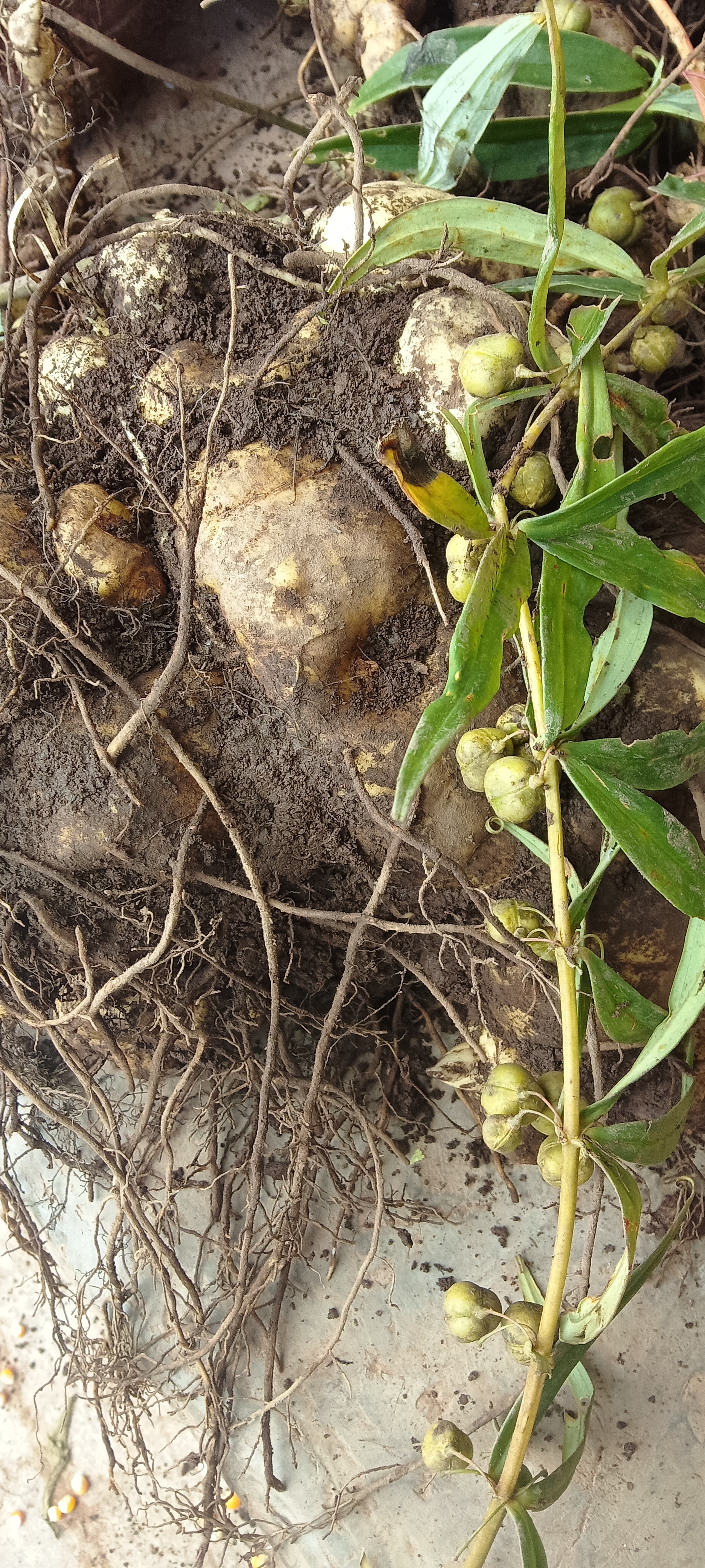 新鲜黄精老虎姜地藏黄精干黄精制黄精现挖现卖黄精生货