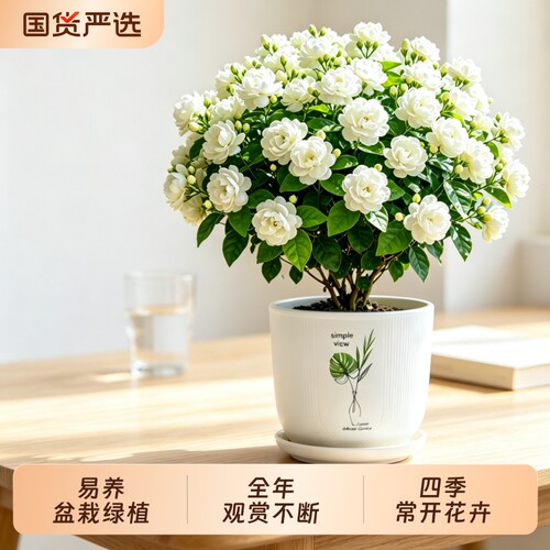 虎头茉莉花重瓣大花懒人好养