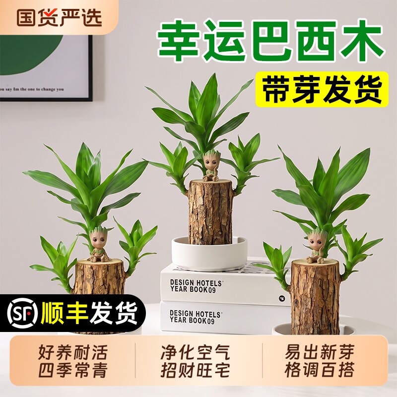 巴西木格鲁特水养幸运木水培花卉室内阳台夏季驱蚊盆栽绿植幸运木