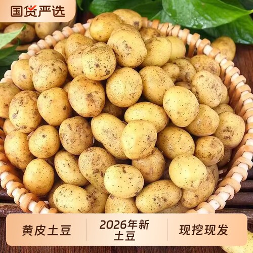 【新土豆】新鲜黄心土豆批发价大马铃薯洋芋本地现挖蔬菜3/5/1斤
