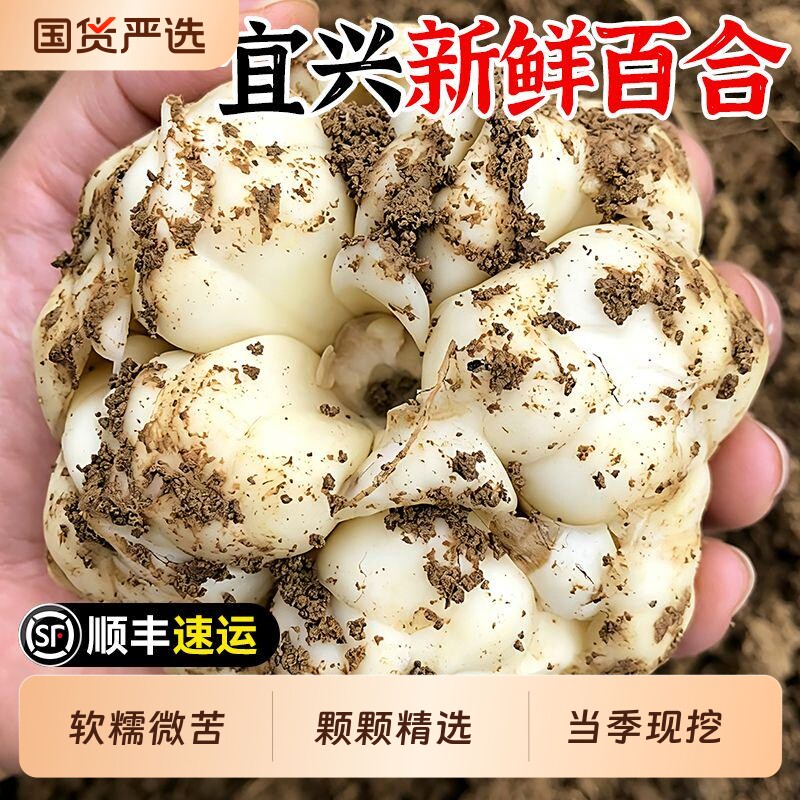2026当季现挖宜兴新鲜大百合土特产纯农家食用无硫小白合软糯微苦