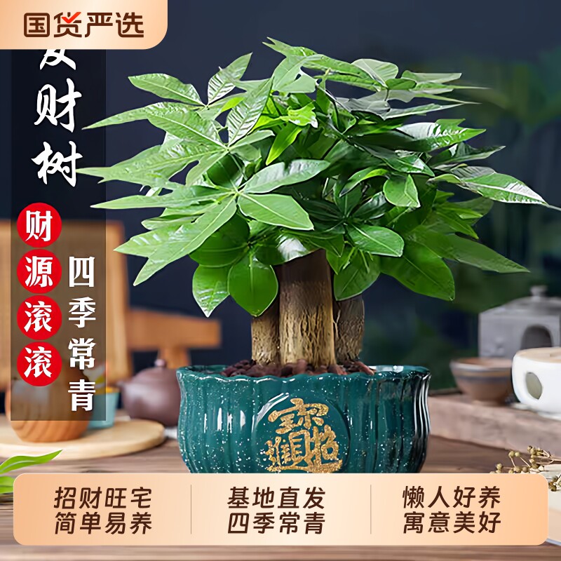 发财树盆栽室内植物招财旺宅客厅办公室桌面绿植四季好养净化空气图片