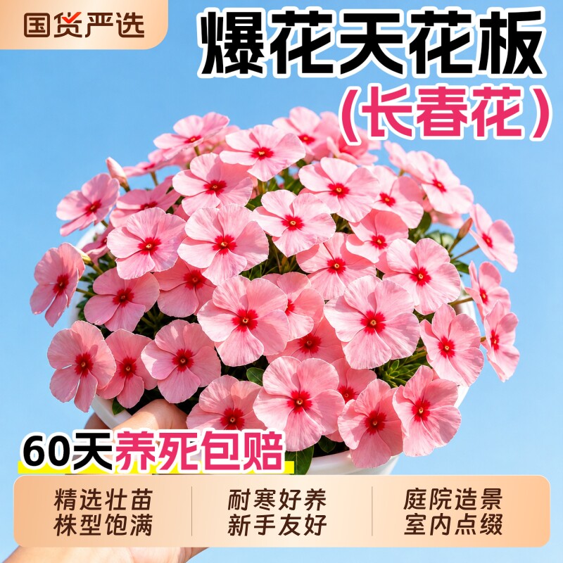 长春花盆栽重瓣大苗带花苞天天开四季开花耐热阳台庭院观花绿植