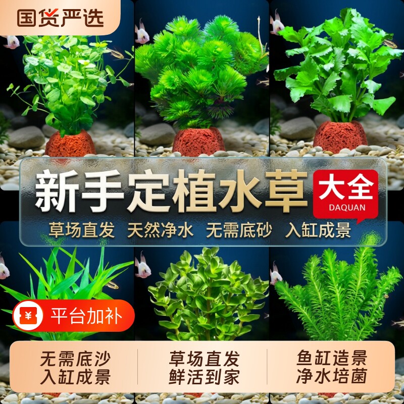 鱼缸火山石水草植物真草绿菊蜈蚣草水榕净化水质水草造景水培迷你