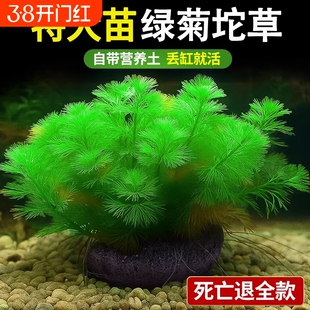 绿菊坨草水草植物鱼缸造景装饰蜈蚣草增氧绿植沉底小水草生态水质