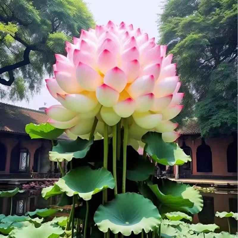 大花香水【观音莲】庭院培