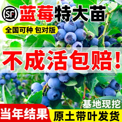蓝莓树果苗盆栽特大号带子