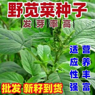 野苋菜种子绿苋菜光苋菜汗菜白苋菜土苋阳台盆栽四季蔬菜籽山野菜