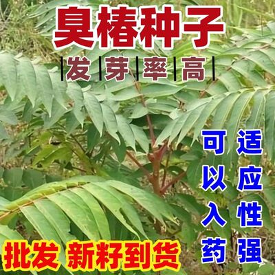 臭椿树林木种子好乔木护