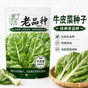 老品种牛皮菜种子可留种子非转基因脆嫩厚皮根达菜春秋蔬菜种子