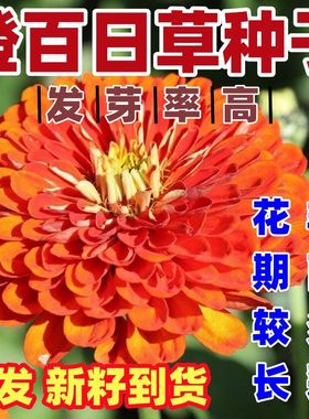 橙色百日草种子橙色大花百日菊重瓣新手易种耐热花期长步步高花籽