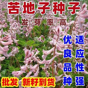 苦地丁种子耐寒地丁花紫堇地丁草二年生草本植物苦丁中草药材种子