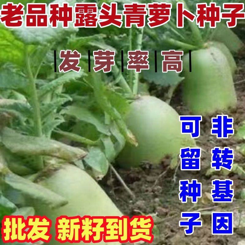 老品种露头青萝卜种子甜脆种籽露头青萝卜种籽蔬菜种子清脆多汁好,鲜花速递/花卉仿真/绿植园艺,家庭园艺种子,淘宝优惠券,粉丝福利购,淘宝优惠卷