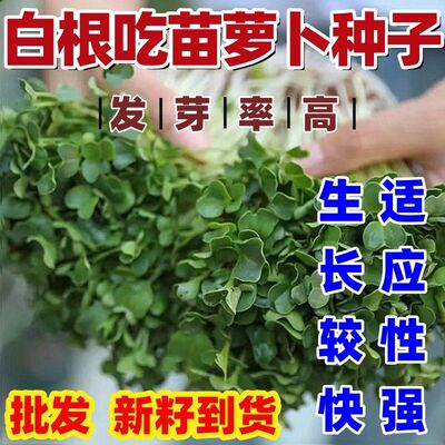 白吃根萝卜苗种子专青菜