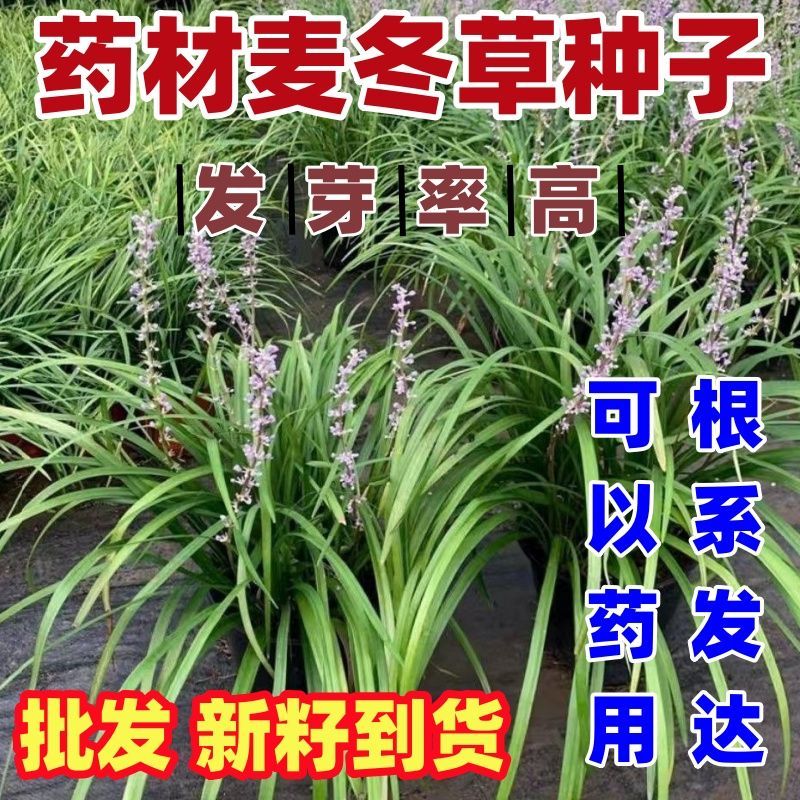 新采药材麦冬草种子玉龙图片