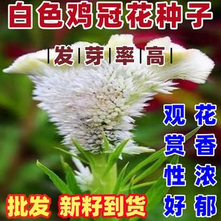 白色鸡冠花种籽白色鸡冠花种子论斤卖鸡冠花种子庭院观赏种子