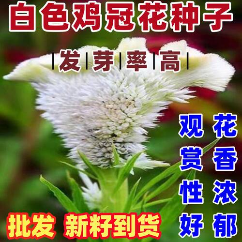 白色鸡冠花种籽子论斤卖