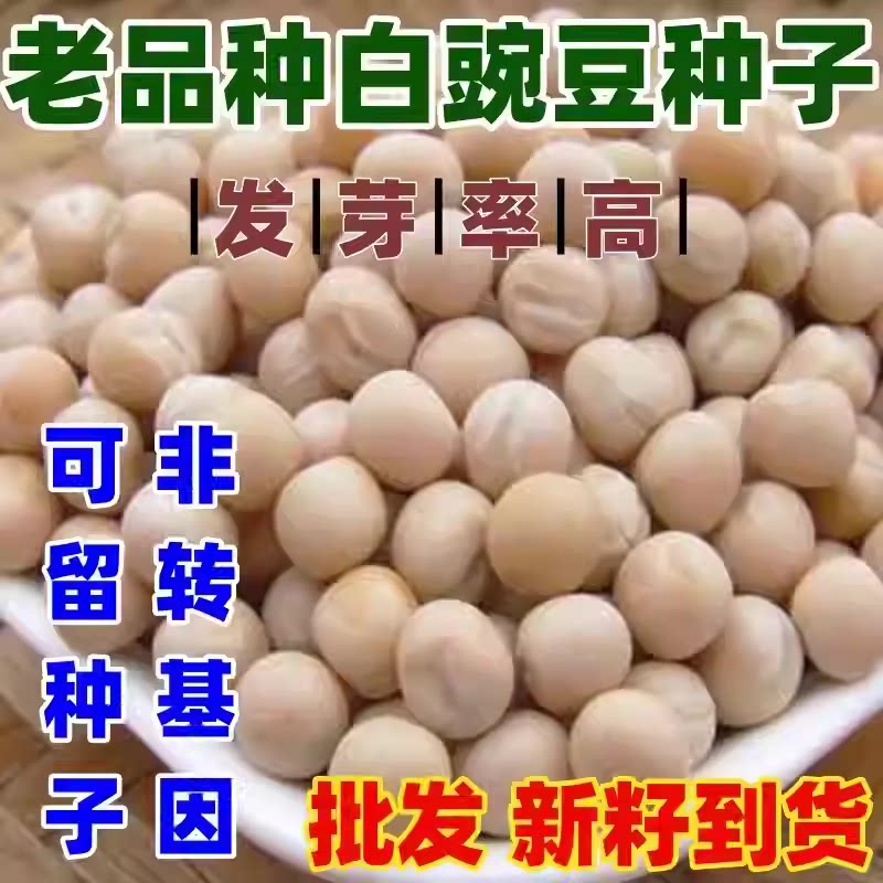 老品种白豌豆种子种豌豆苗种子有须品种大田菜园播种蔬菜简单易种