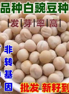 老品种白豌豆种子大田菜园