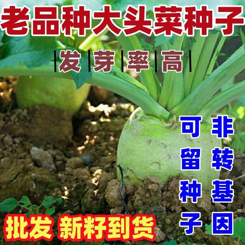 老品种大头菜种子四川芥菜种子榨菜疙瘩根腌制榨菜泡菜秋季蔬菜种,鲜花速递/花卉仿真/绿植园艺,家庭园艺种子,淘宝优惠券,粉丝福利购,淘宝优惠卷