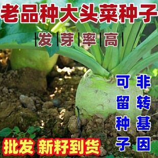 老品种大头菜种子四川芥菜种子榨菜疙瘩根腌制榨菜泡菜秋季蔬菜种