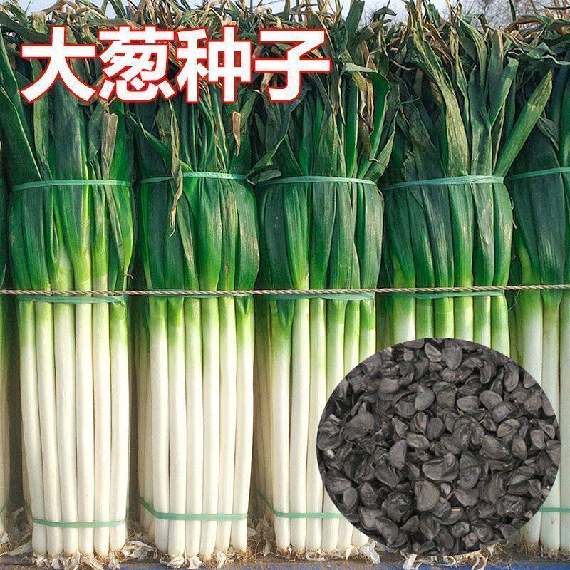 老品种东北大葱种子铁杆大葱籽蔬菜种子辣味适中家庭小院种植
