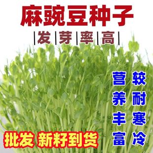 麻豌豆种子包邮论斤销售阳台室内芽苗菜水培新籽发豆芽