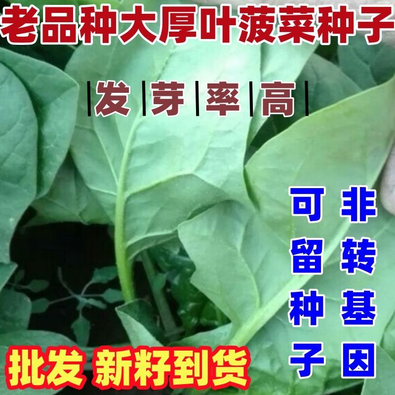 老品种大厚叶菠菜种子圆