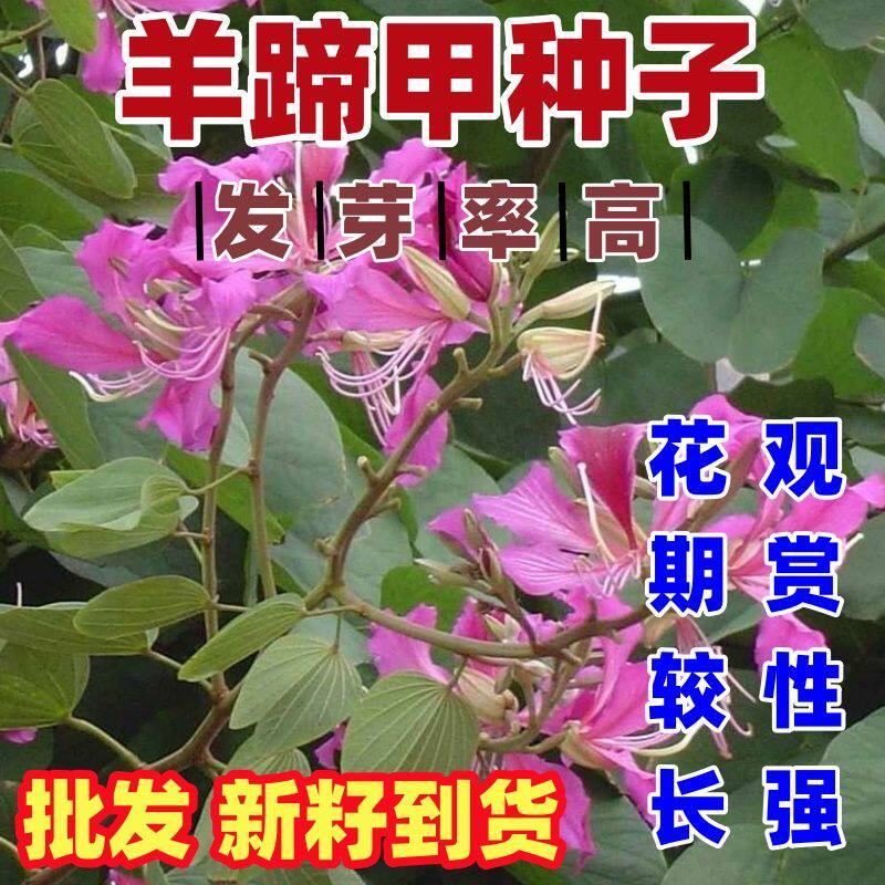 羊蹄甲种子紫荆种子玲甲花种子洋紫荆种子香港市花花树好看