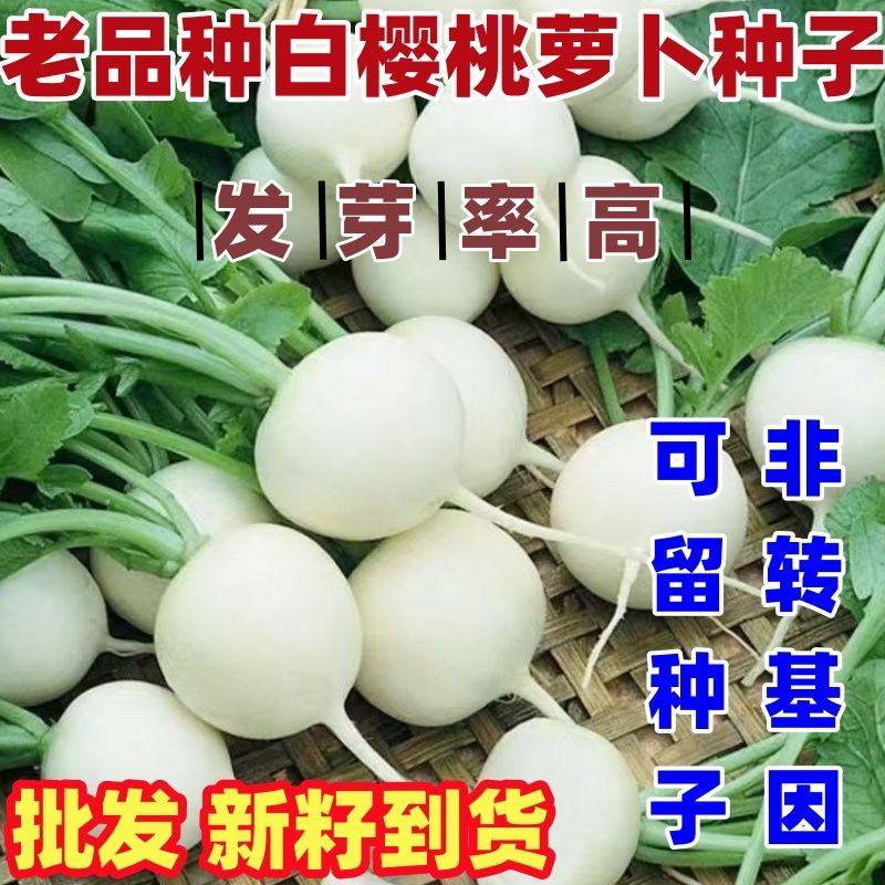 老品种白樱桃萝卜种子籽