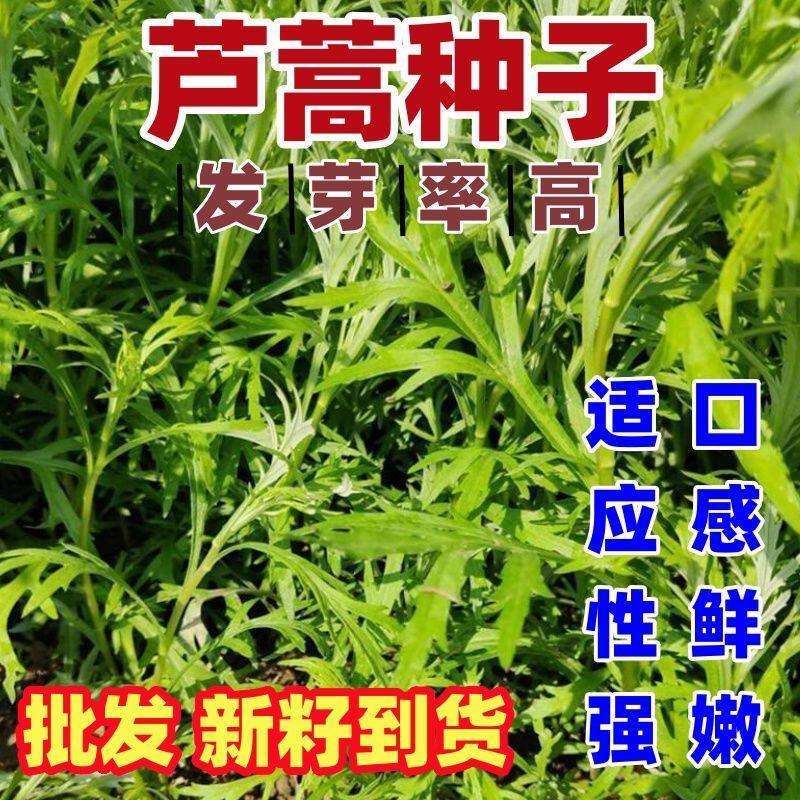 芦蒿种子南京特产水蒿柳蒿种子四季种植蔬菜田园种植口感清脆芦蒿