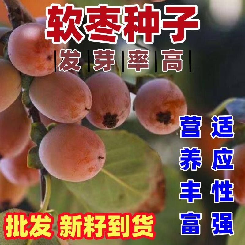 软枣种子黑枣种子君迁子种子野柿子软枣种子嫁接柿子苗木砧木