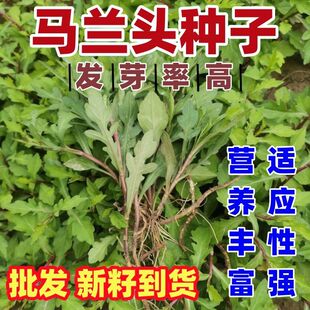 马兰头种子菜籽四季播易种菜园阳台盆栽农家老品种马兰头包邮