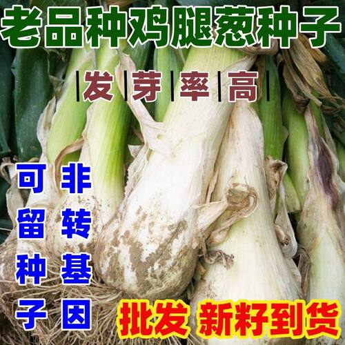 老品种鸡腿葱种籽四季播