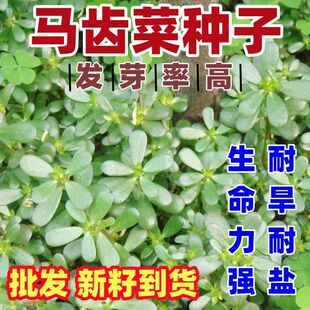 马齿苋种子农家野生长寿菜补血菜蚂蚱菜阳台盆栽食用春秋野菜种籽