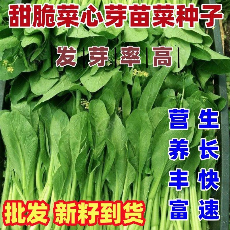 脆甜菜心芽苗菜种子四九菜心芽苗菜种子苗菜种子阳台水培专用菜籽,鲜花速递/花卉仿真/绿植园艺,家庭园艺种子,淘宝优惠券,粉丝福利购,淘宝优惠卷